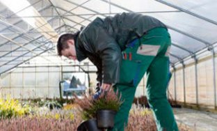 Ein Gärtner bügt sich